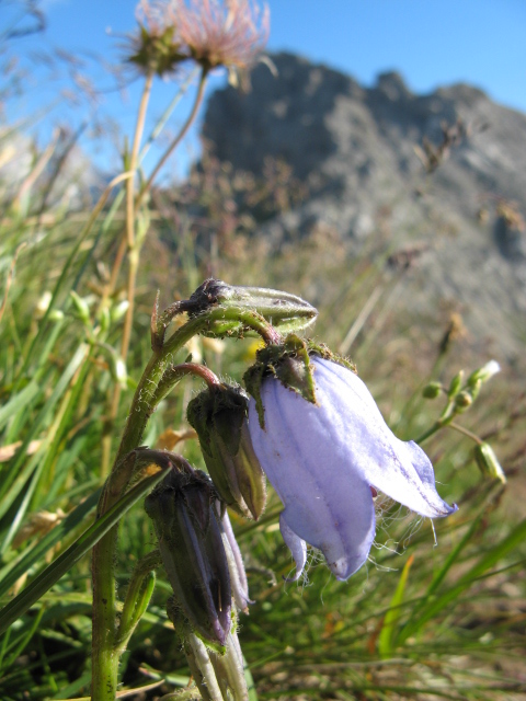 Campanula barbata / Campanula frangiata