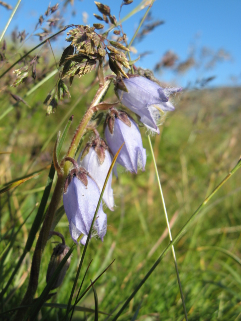 Campanula barbata / Campanula frangiata