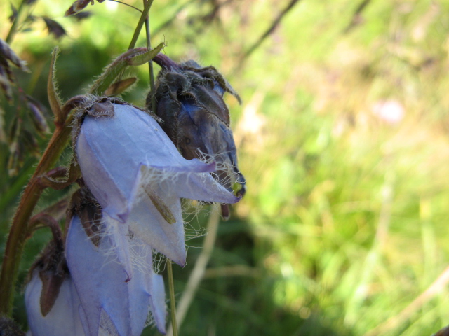 Campanula barbata / Campanula frangiata