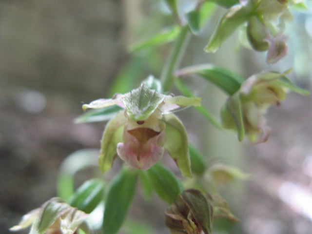 Epipactis helleborine