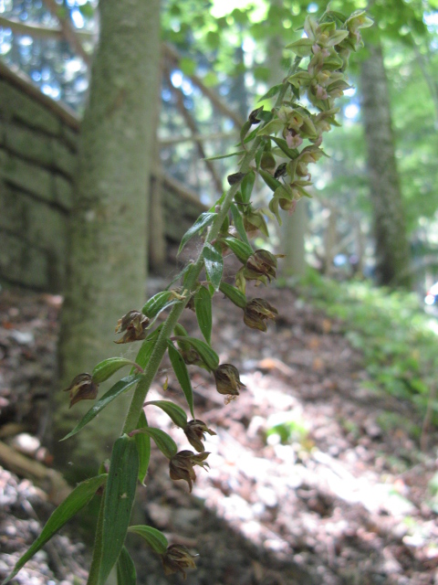 Epipactis helleborine