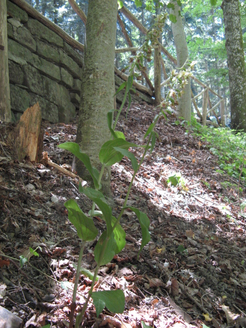 Epipactis helleborine