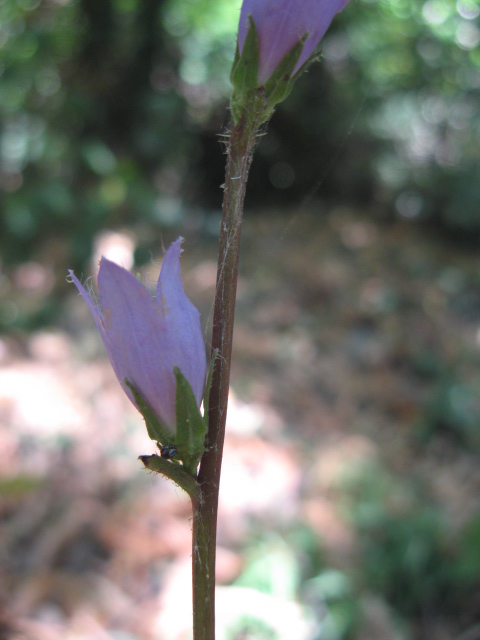 Campanula