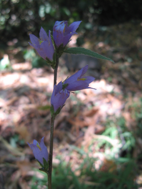 Campanula