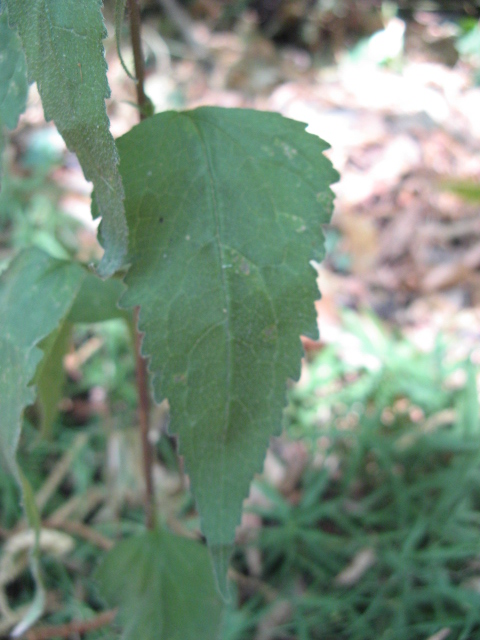 Campanula