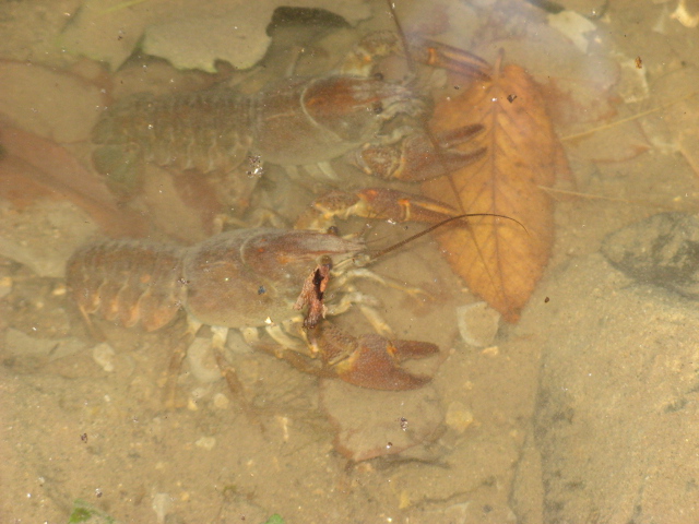 Austropotamobius pallipes