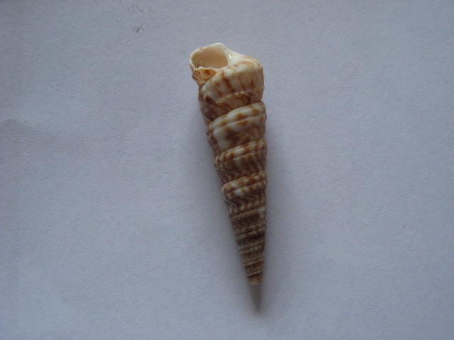 Turritella monterosatoi