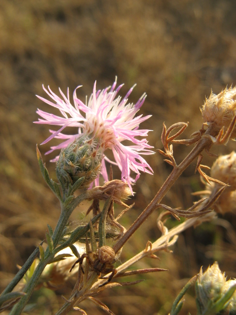 Centaurea stoebe / Fiordaliso dei pascoli