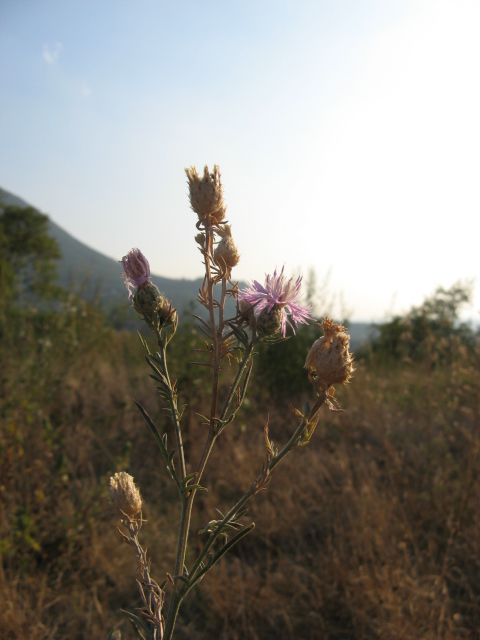 Centaurea stoebe / Fiordaliso dei pascoli