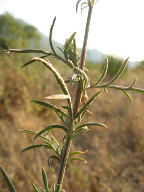 Centaurea stoebe / Fiordaliso dei pascoli