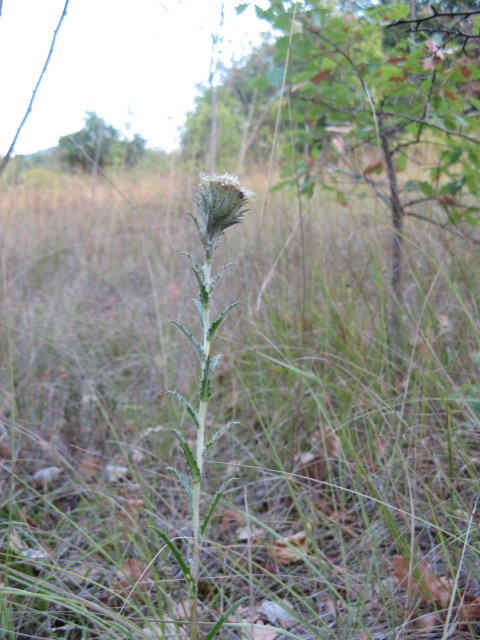 Carlina vulgaris / Carlina comune