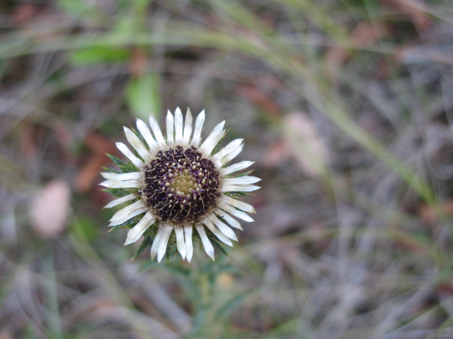 Carlina vulgaris / Carlina comune