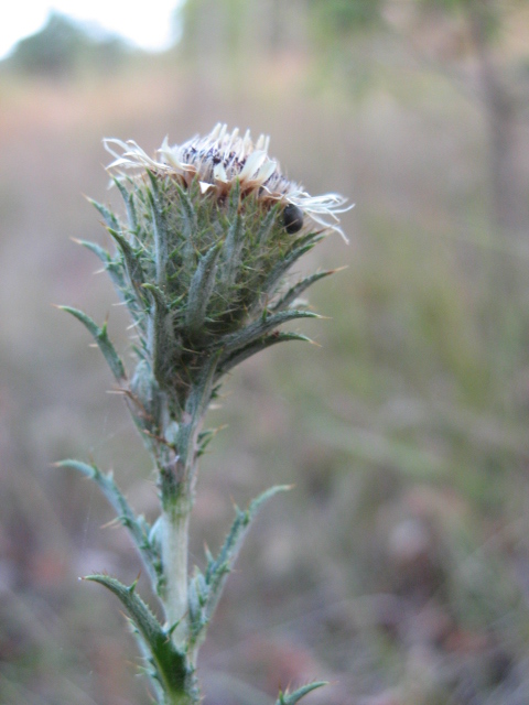 Carlina vulgaris / Carlina comune