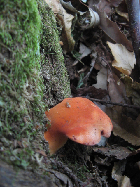 fungo rosso (Fistulina hepatica)