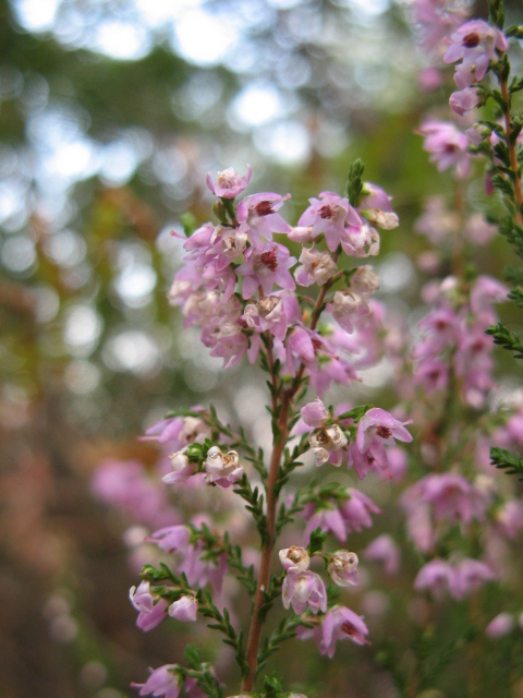 Calluna vulgaris - brugo