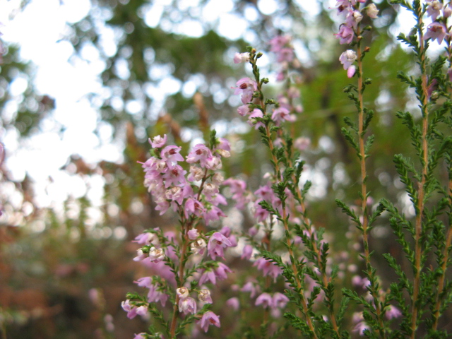 Calluna vulgaris - brugo