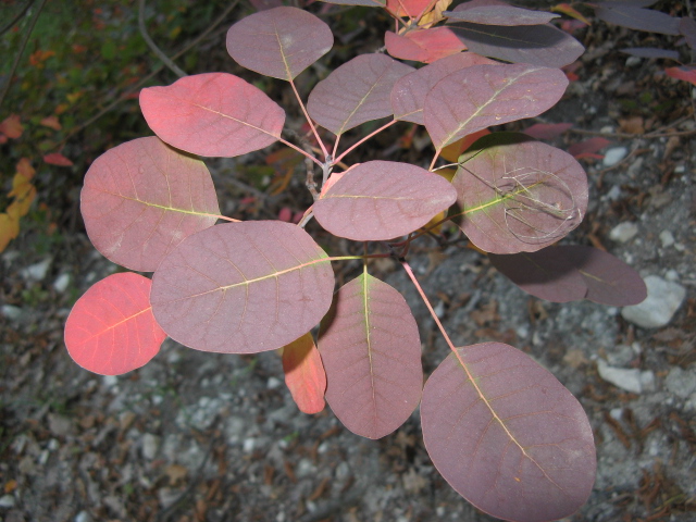 Cotinus coggygria / Scotano, Sommacco selvatico