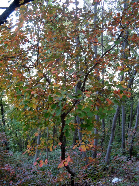 Cotinus coggygria / Scotano, Sommacco selvatico