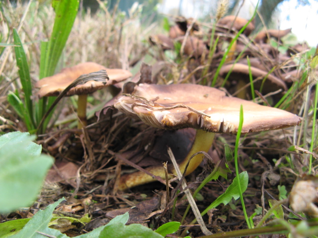 funghi di ieri