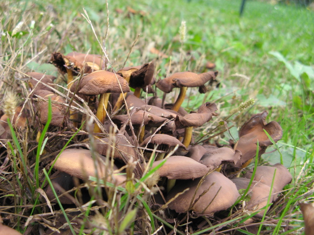 funghi di ieri