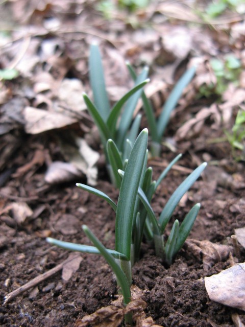 cosa spunter? Galanthus nivalis