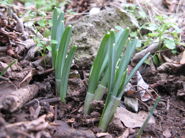 cosa spunter? Galanthus nivalis