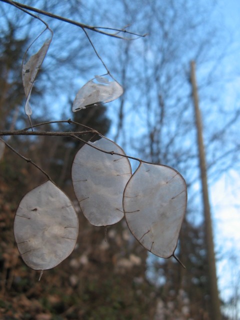 Lunaria annua / Lunaria meridionale