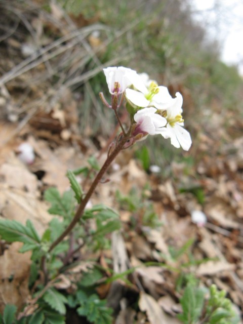 Diplotaxis erucoides / Ruchetta violacea