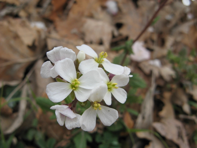 Diplotaxis erucoides / Ruchetta violacea