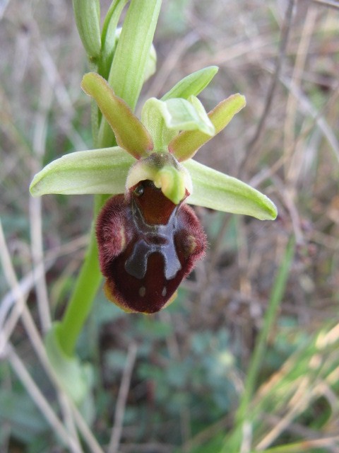 Ophrys sphegodes...variet