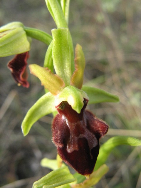 Ophrys sphegodes...variet