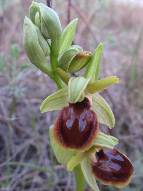 Ophrys sphegodes...variet