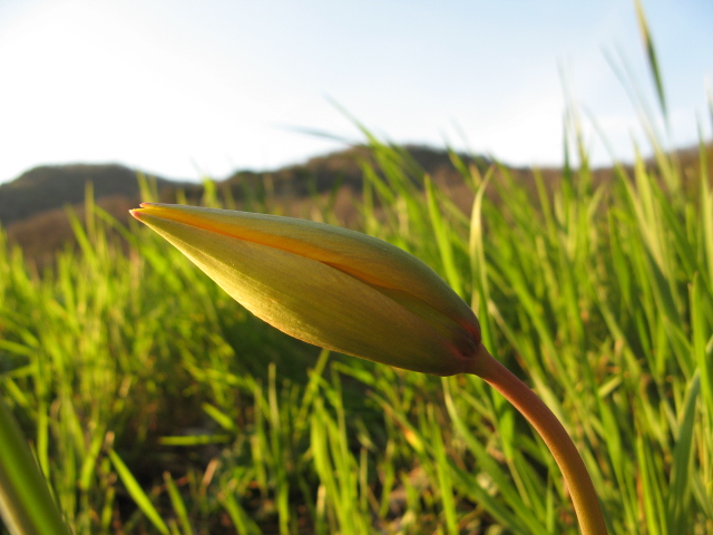 Tulipa sylvestris / Tulipano selvatico dei campi