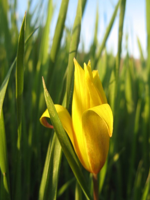 Tulipa sylvestris / Tulipano selvatico dei campi