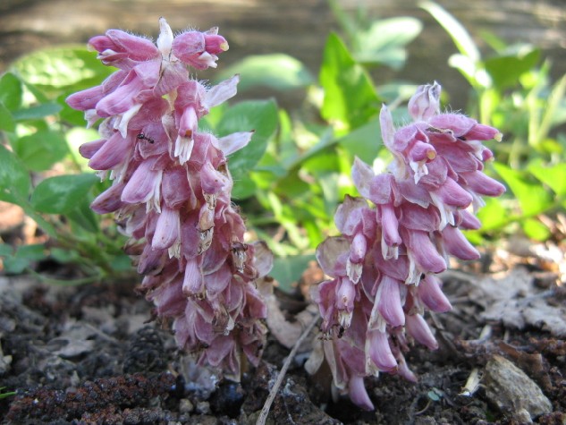 Lathraea squamaria