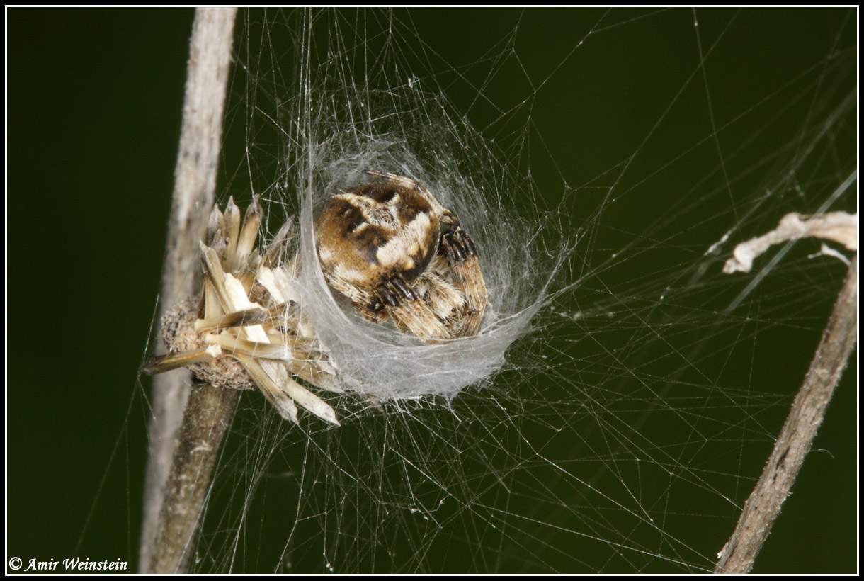 Araneae d''Israele