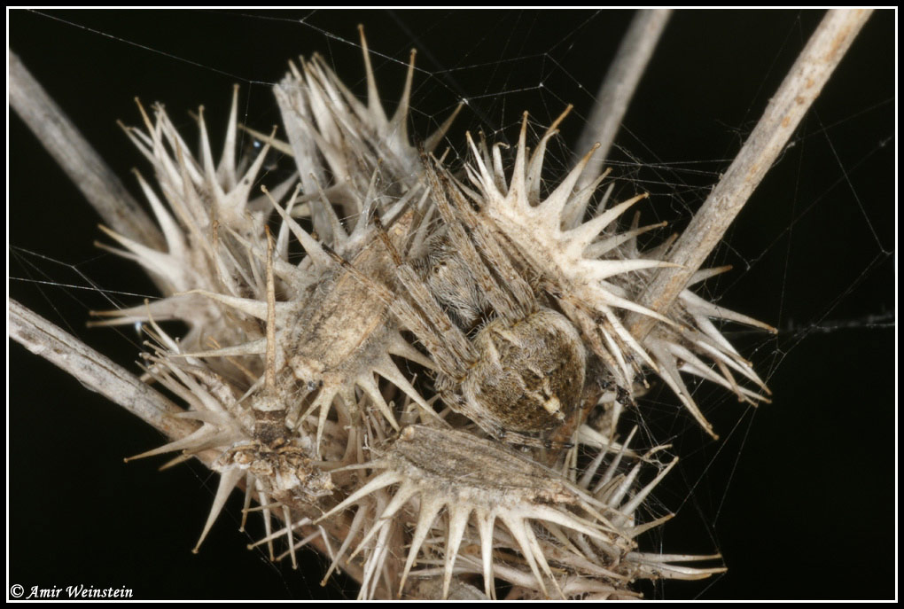 Araneae d''Israele