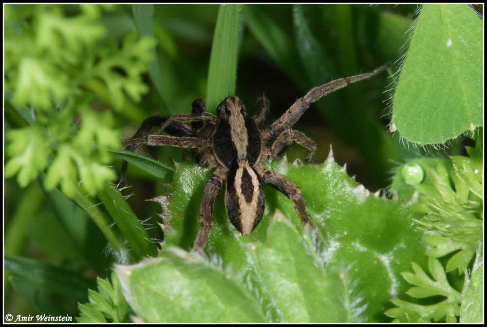 Araneae d''Israele