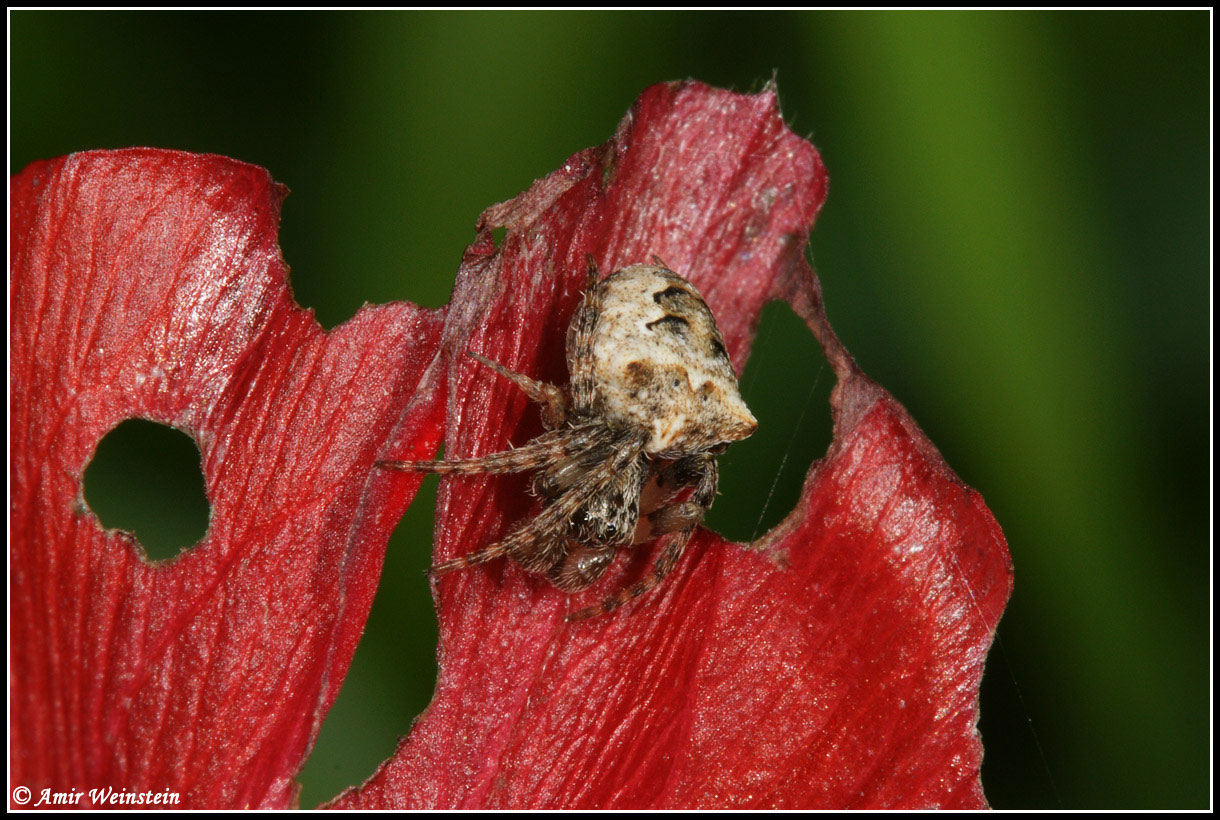 Araneae d''Israele