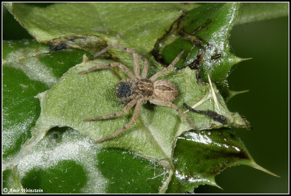 Araneae d''Israele