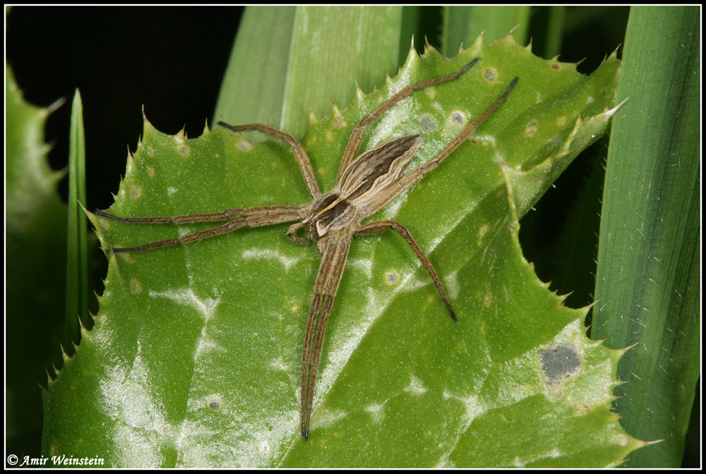 Araneae d''Israele