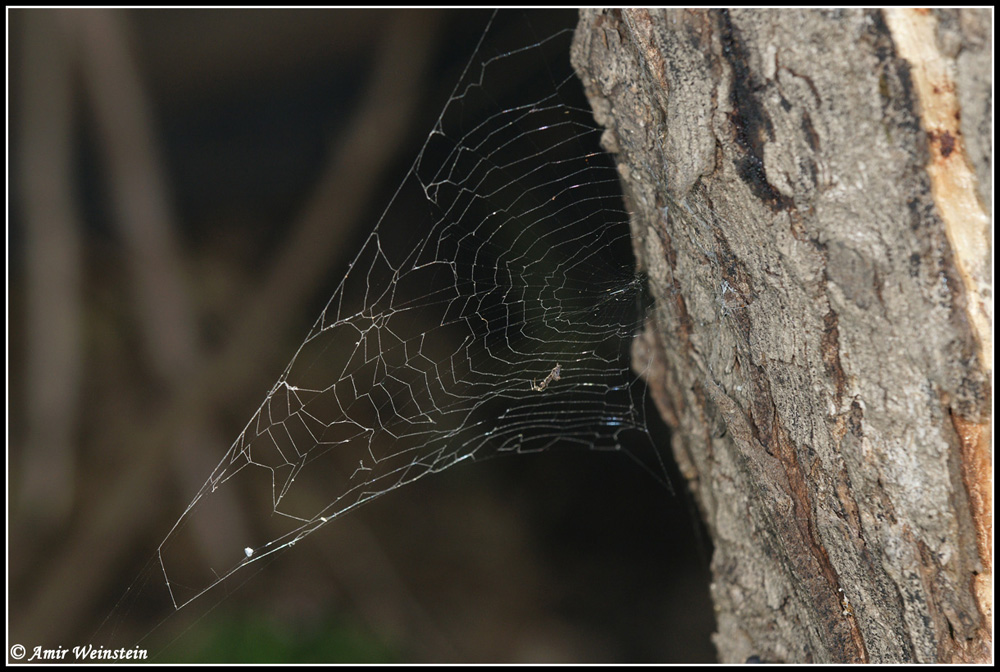 Uloborus plumipes