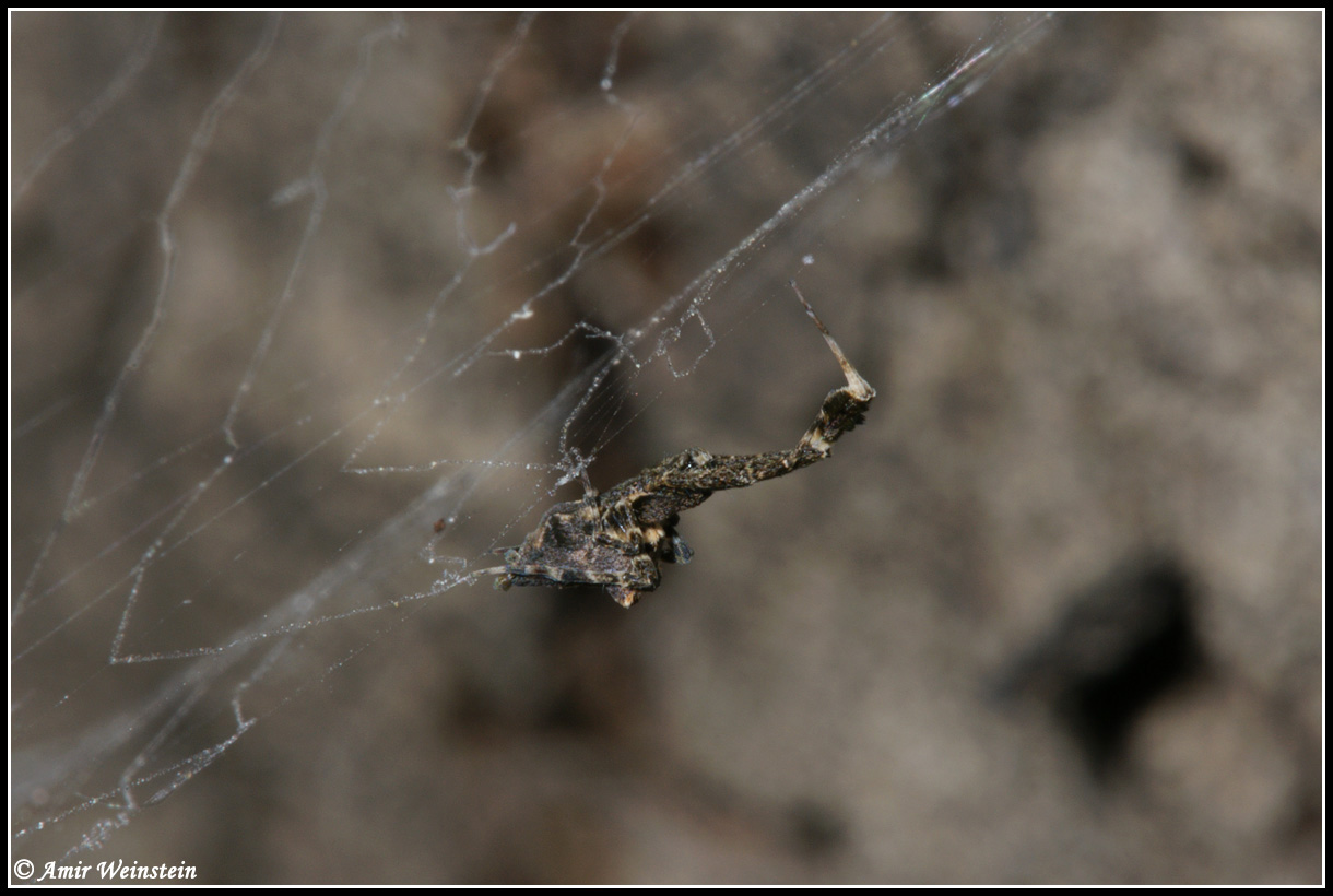 Uloborus plumipes