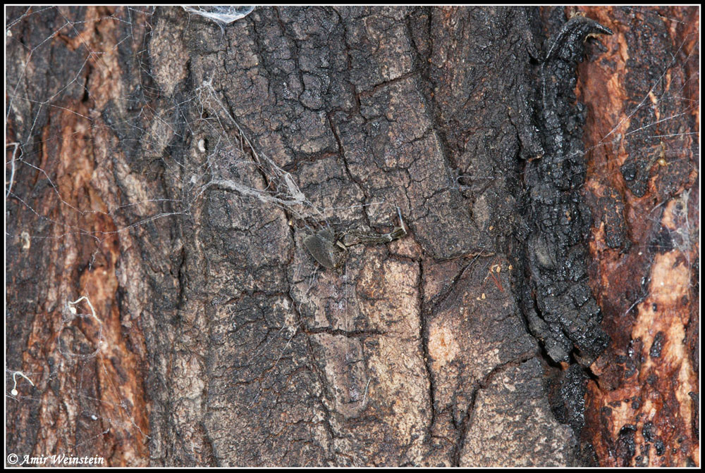 Uloborus plumipes