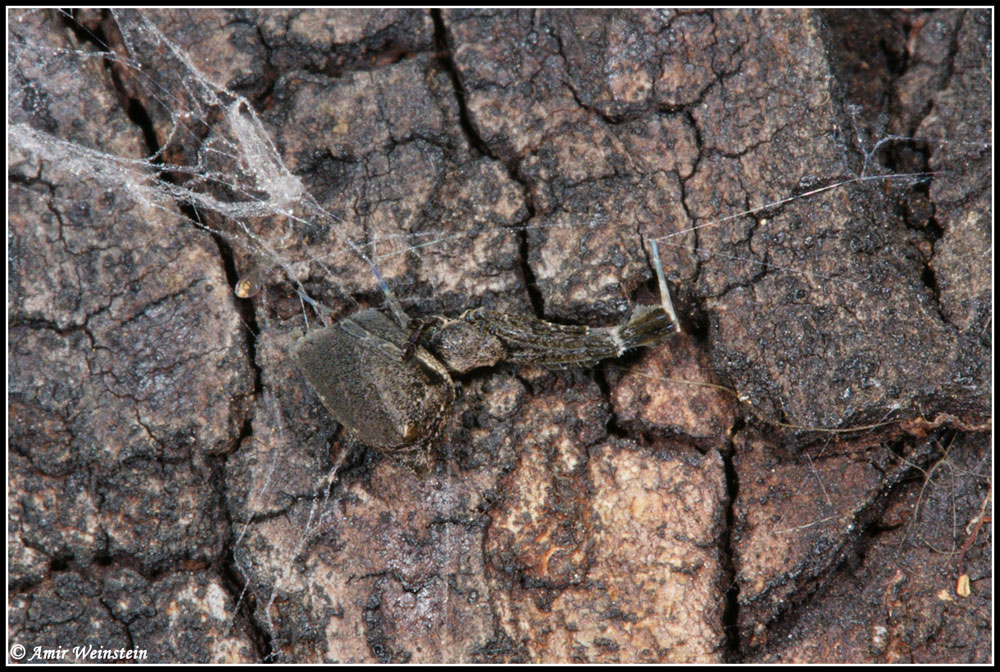 Uloborus plumipes