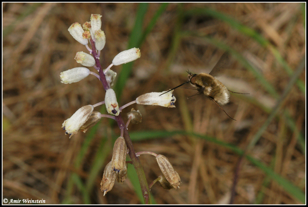 Diptera d''Israele