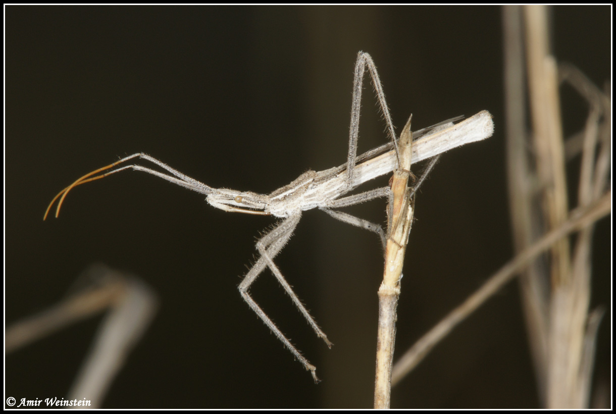 Reduviidae: Vibertiola cinerea di Israele