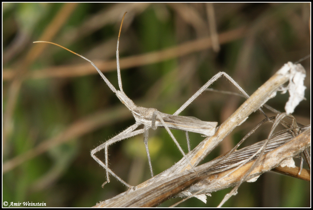 Reduviidae: Vibertiola cinerea di Israele