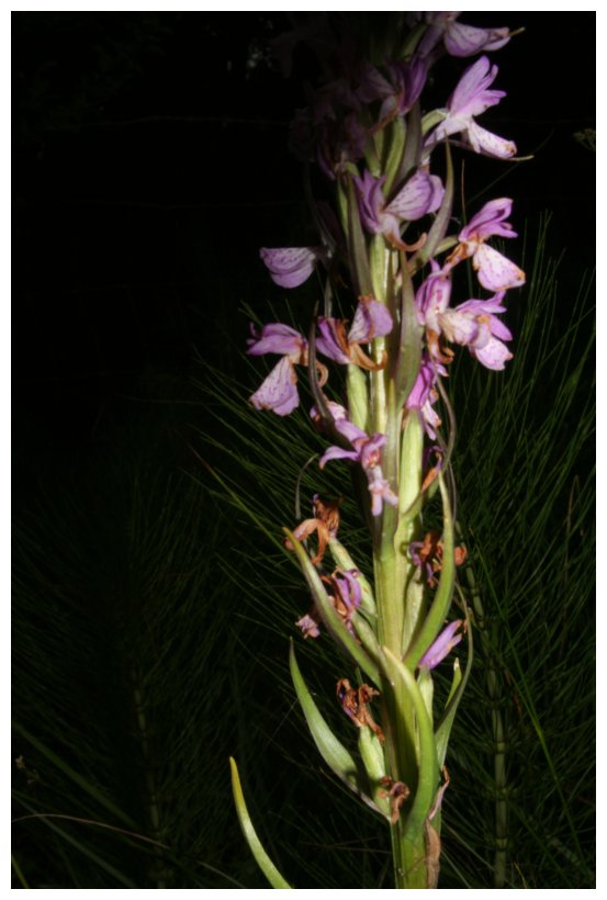 Dactylorhiza elata subsp. sesquipedalis / Orchide sesquipedale