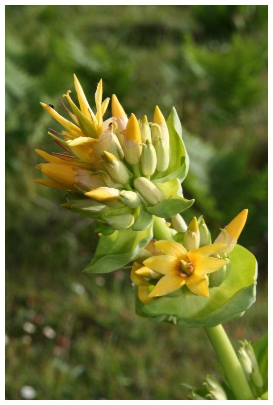 Gentiana lutea / Genziana maggiore